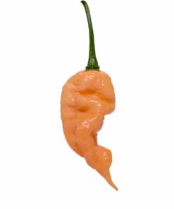 Jay's Peach Ghost Scorpion