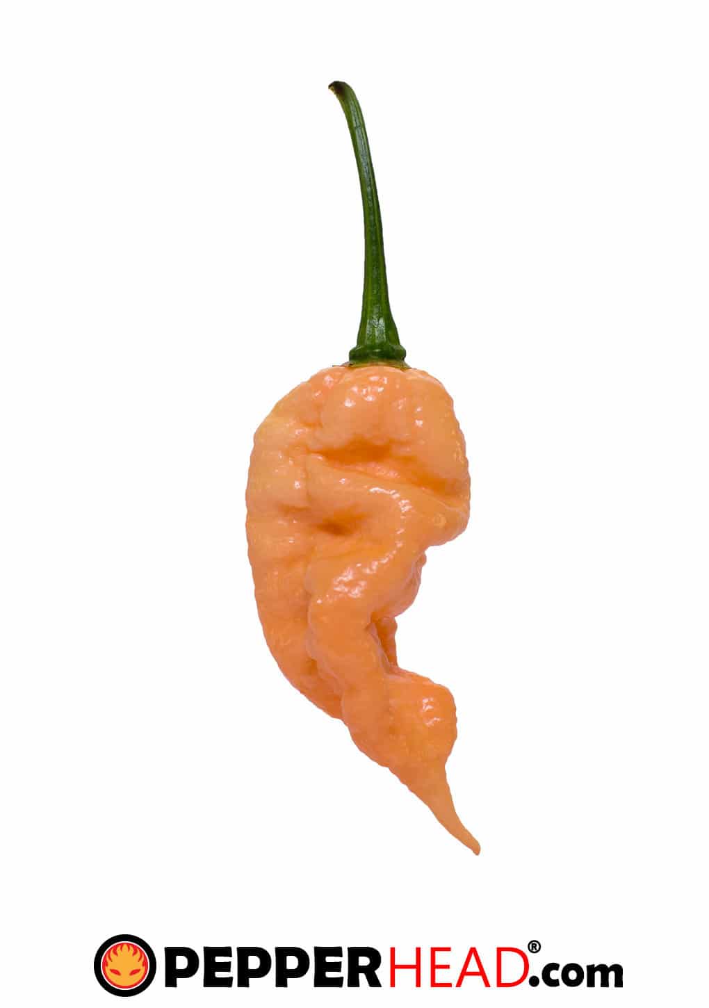 Jay's Peach Ghost Scorpion