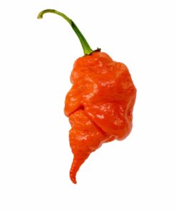 Orange Longtail Scorpion