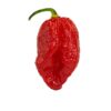 Red Bhutlah