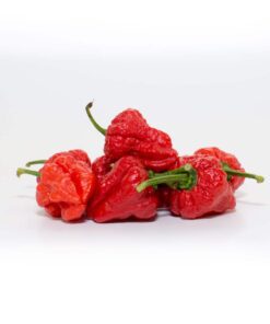 Alternative view of SB7J (Scotch Bonnet x 7 Pot Jonah)
