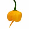 Yellow 7 Pot Primo