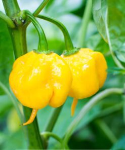 Alternative view of Yellow 7 Pot Primo