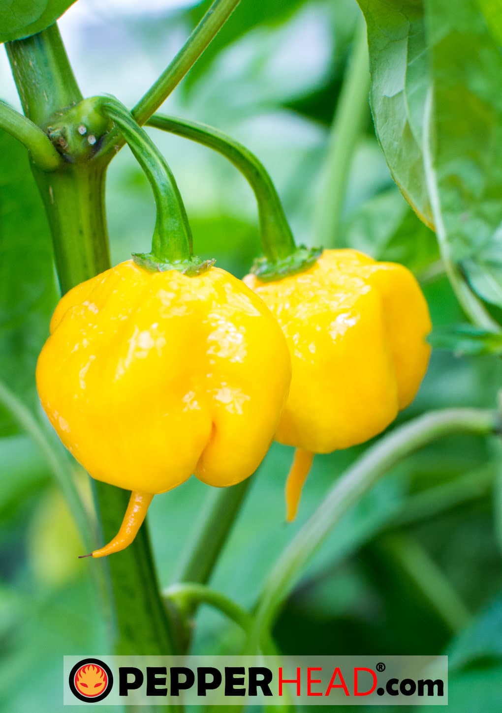 Yellow 7 Pot Primo - Image 2