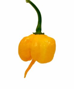 Yellow 7 Pot Primo
