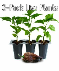 LIVE Chocolate Bhutlah Plants (3-Pack)