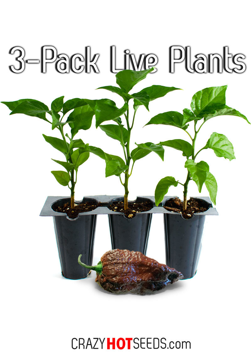 LIVE Chocolate Bhutlah Plants (3-Pack)