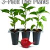 Carolina Reaper Plants