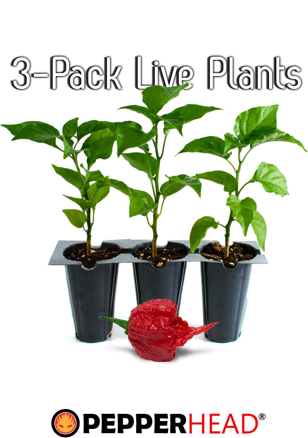 Carolina Reaper Plants