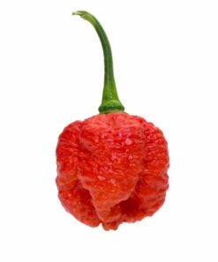 7 Pot Brain Strain