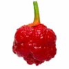 7 Pot Bubblegum