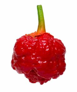 7 Pot Bubblegum