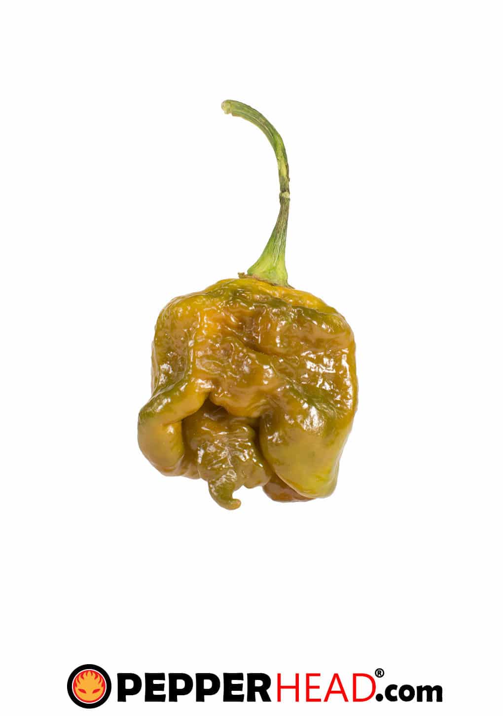 Big Mustard Mama - Image 3