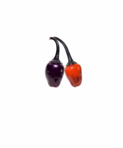 Black Scorpion Tongue