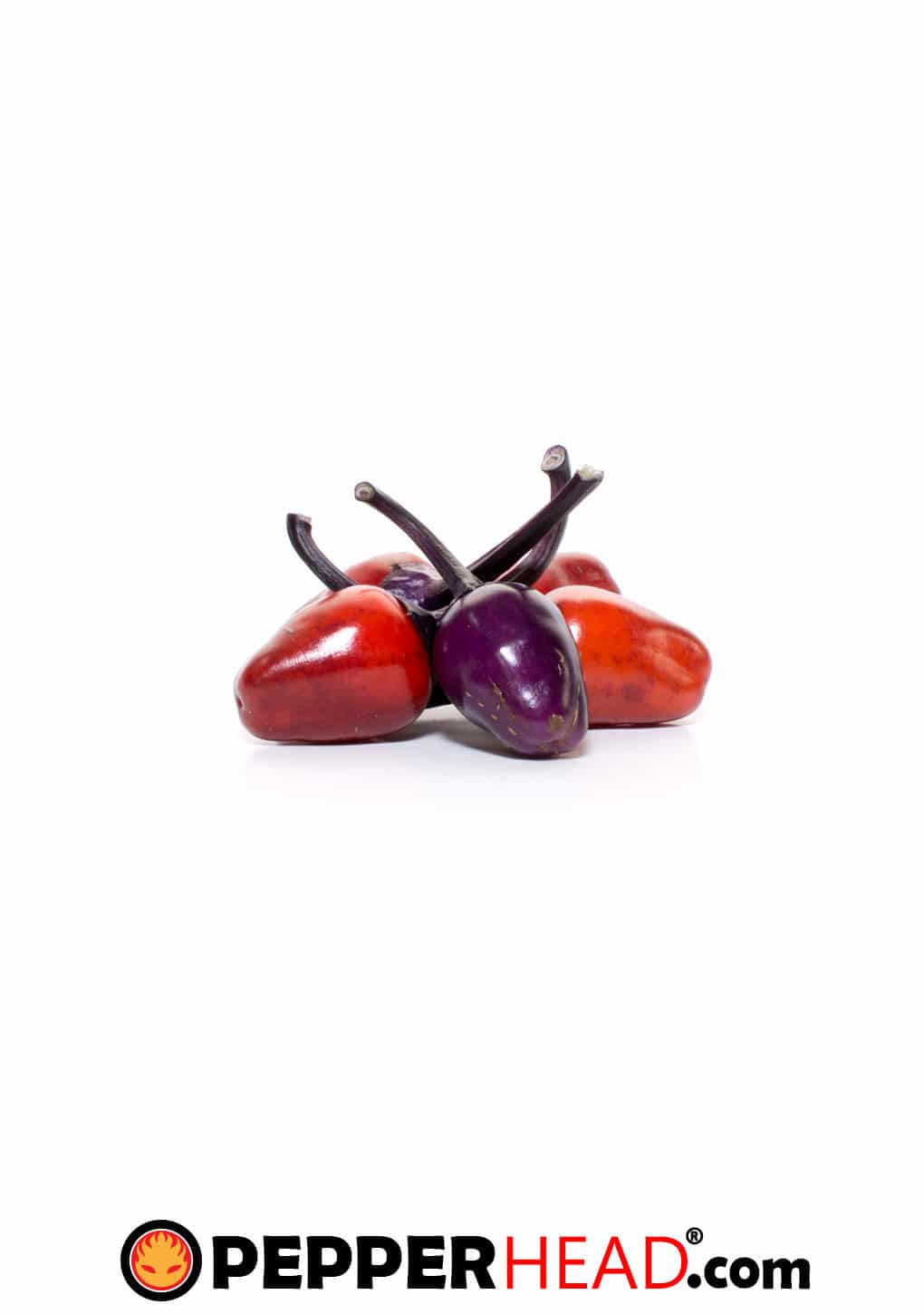 Black Scorpion Tongue - Image 2