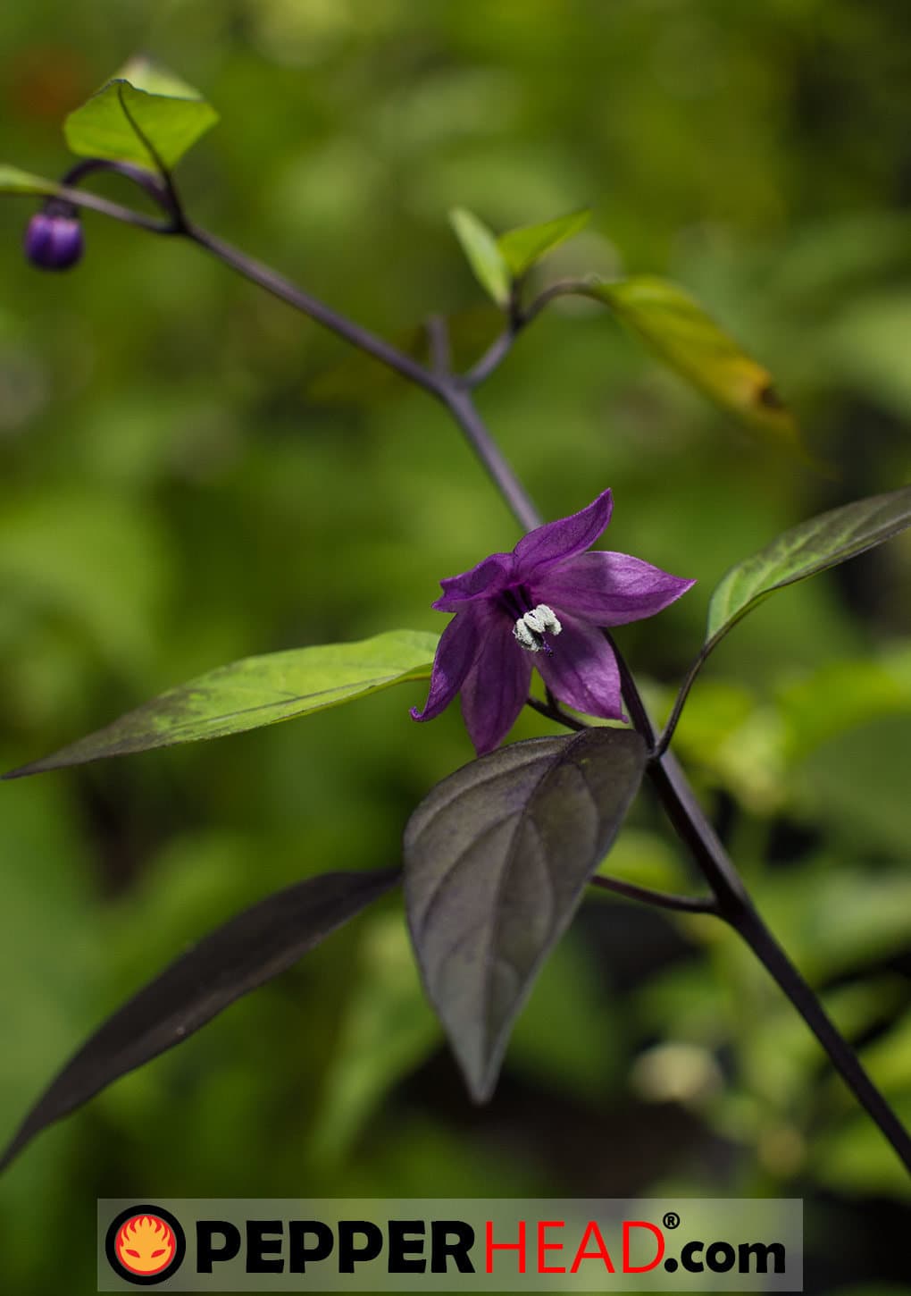 Black Scorpion Tongue - Image 3