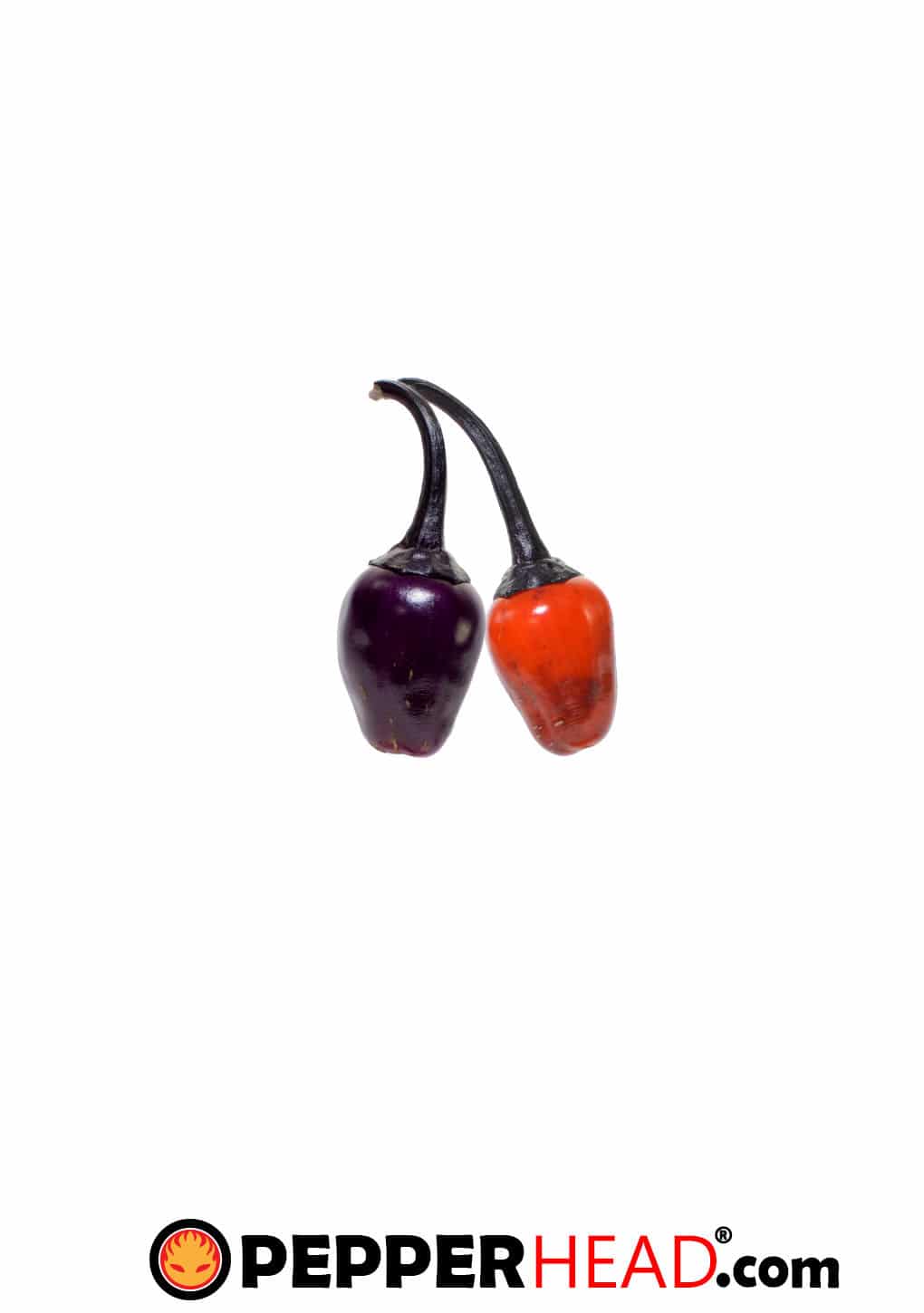 Black Scorpion Tongue