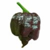 Brown Moruga Scorpion