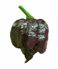Brown Moruga Scorpion