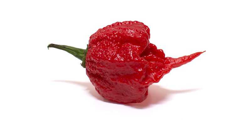 Carolina Reaper Pepper New World's Hottest Pepper