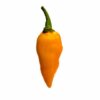 Datil