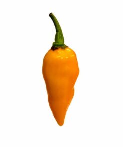 Datil
