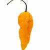 Fatalii