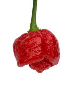 Alternative view of Trinidad Moruga Scorpion