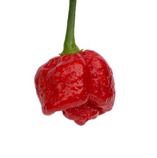 Trinidad Moruga Scorpion - Image 2