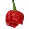 Trinidad Moruga Scorpion