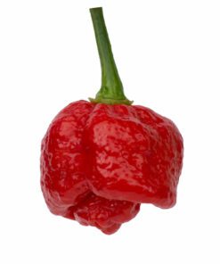 Trinidad Moruga Scorpion
