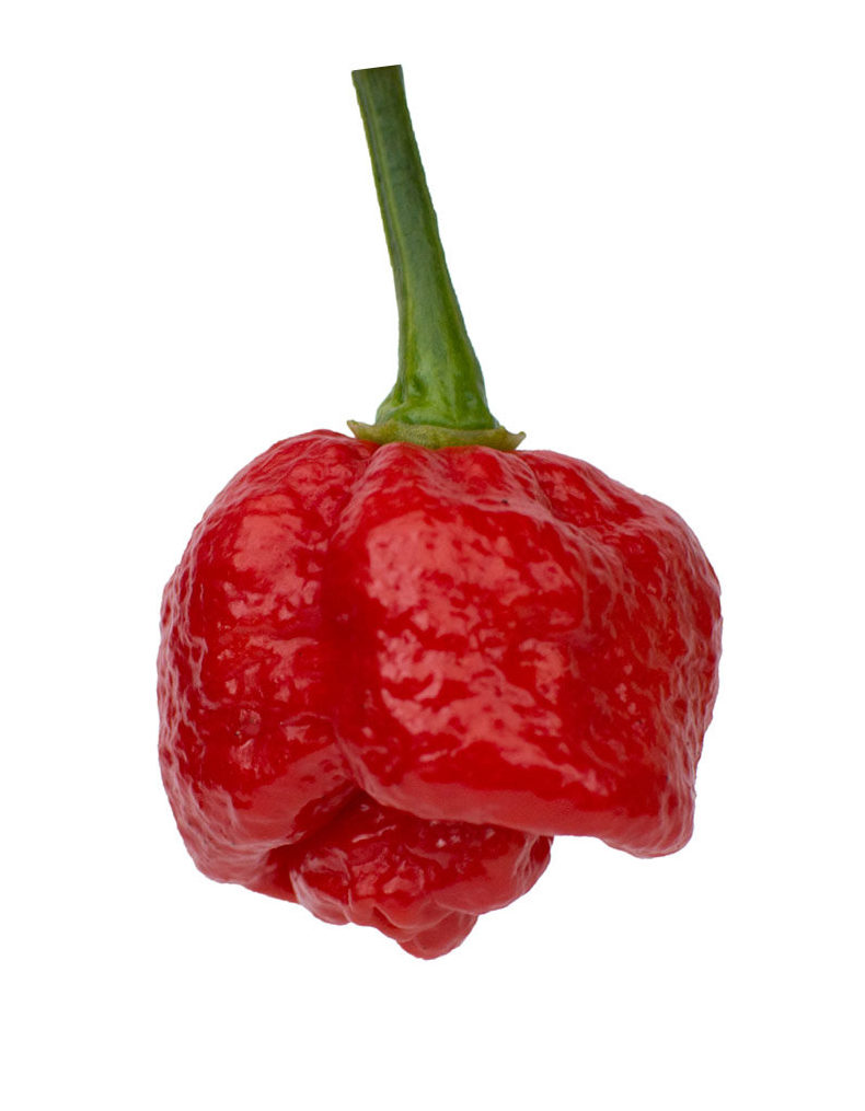Trinidad Moruga Scorpion