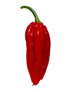 Naga Morich