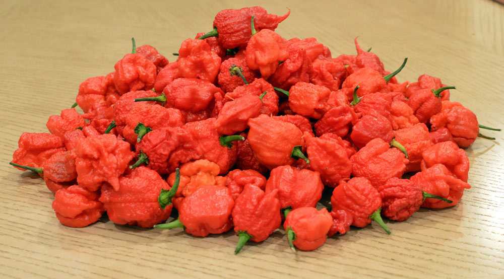 Carolina Reaper - Image 4