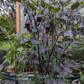 Black Scorpion Tongue photo review