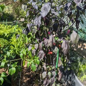 Black Scorpion Tongue photo review