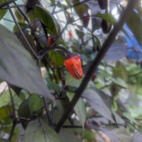 Black Scorpion Tongue photo review