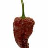 Chocolate Bhutlah