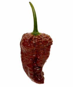 Chocolate Bhutlah