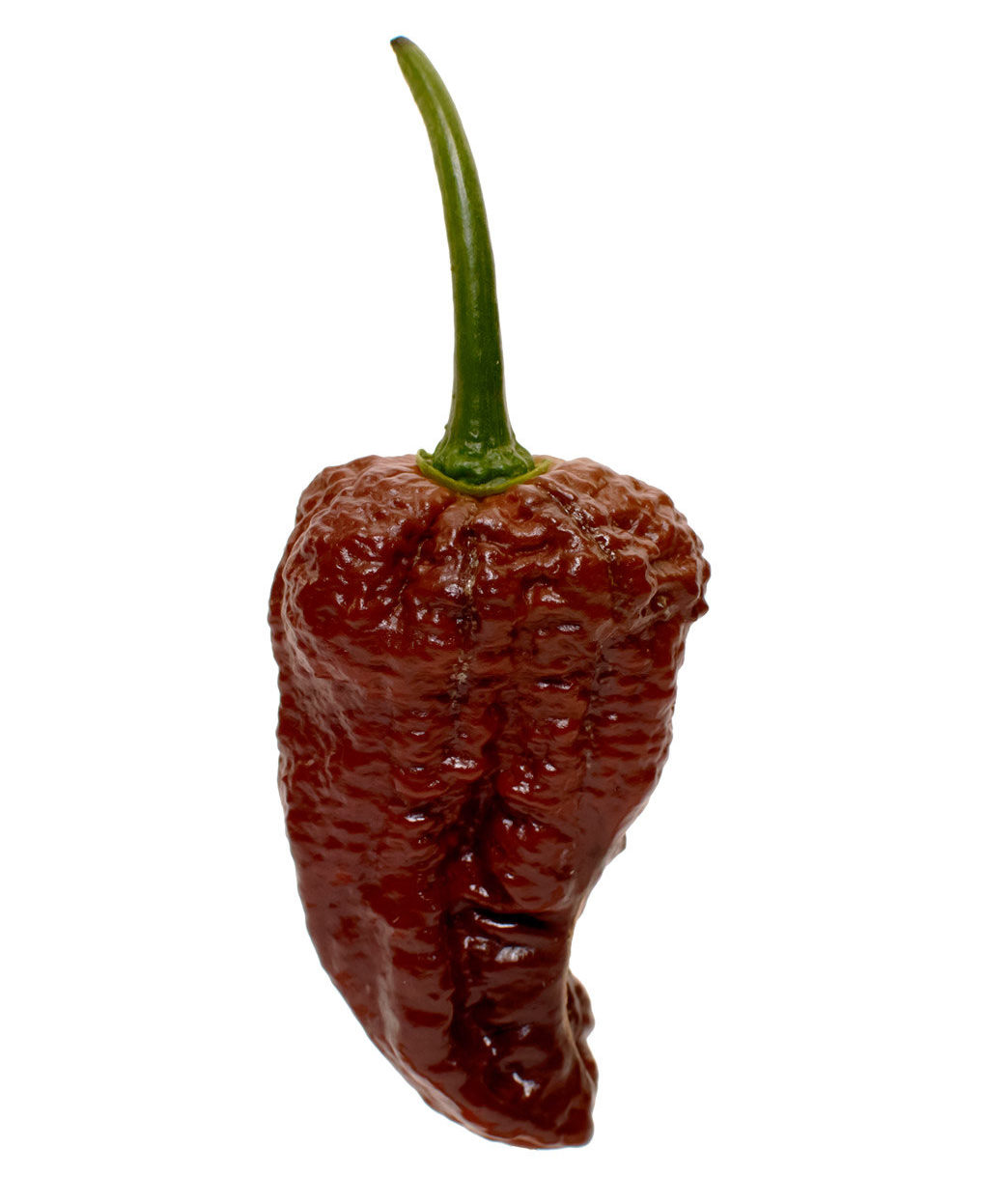 Chocolate Bhutlah