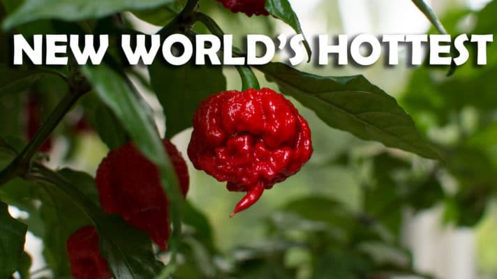 New World's Hottest Carolina Reaper