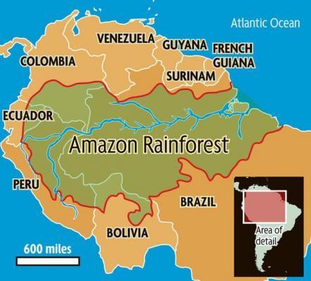 Brazil Rainforest