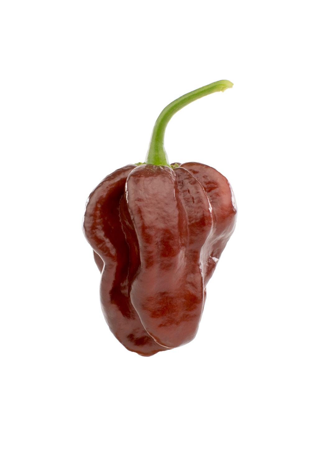 Chocolate Habanero