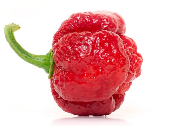 Trinidad Moruga Scorpion Pepper