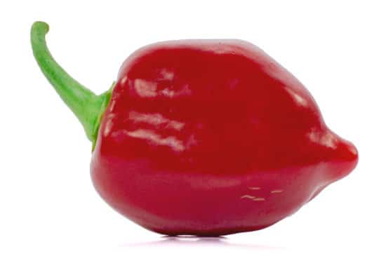 Red Savina Habanero
