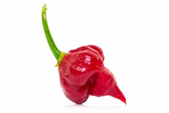 Trinidad Scorpion Butch T