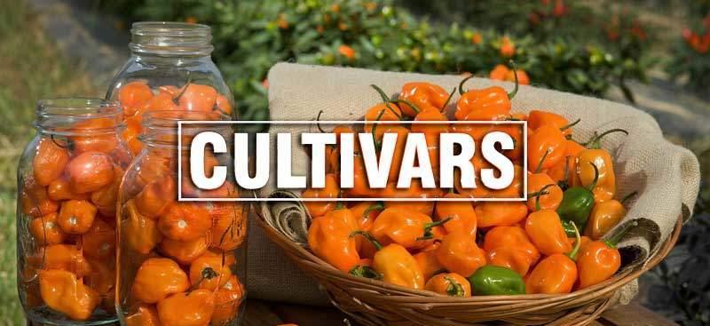 Habanero Cultivars