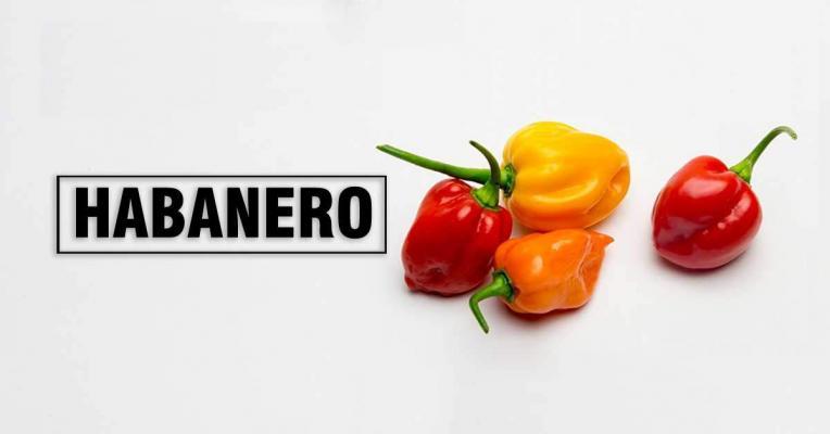 Habanero Pepper