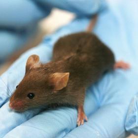 lab mouse