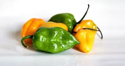 yucatecan habaneros